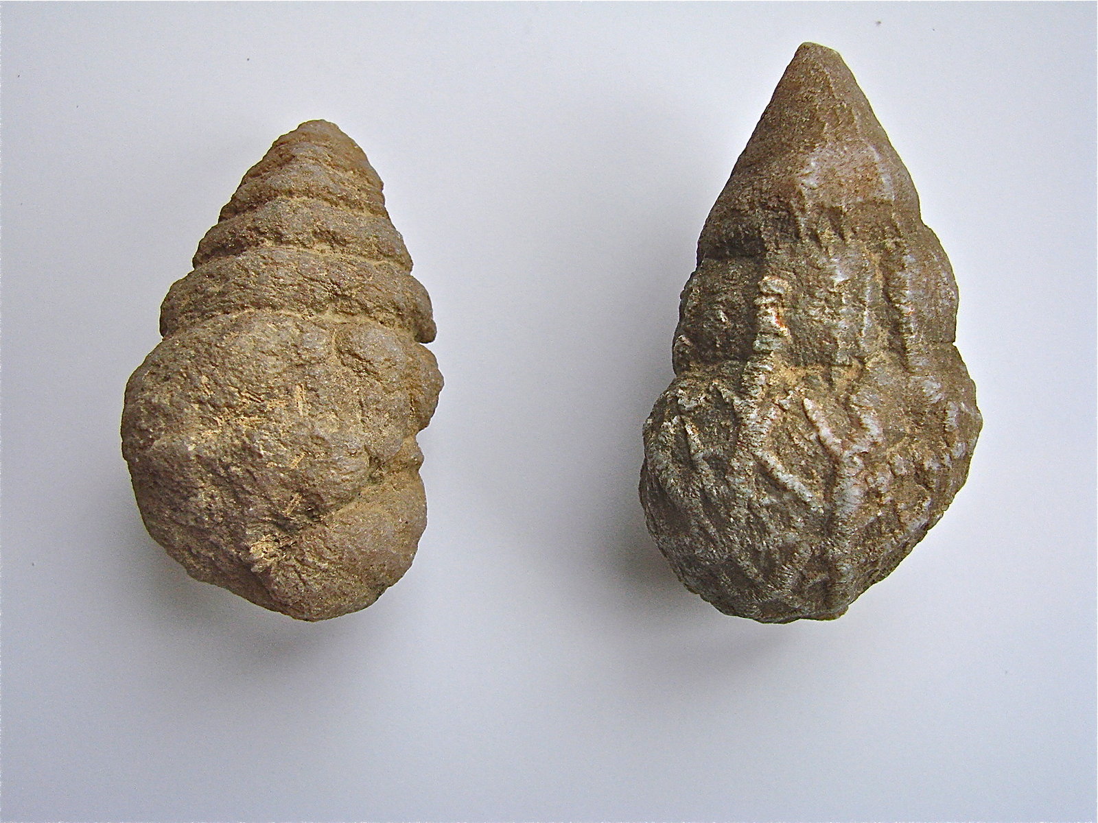 Quartz replacing fossil
about 5.0 cm and 6.5 cm
(Autor: Bob Harman)