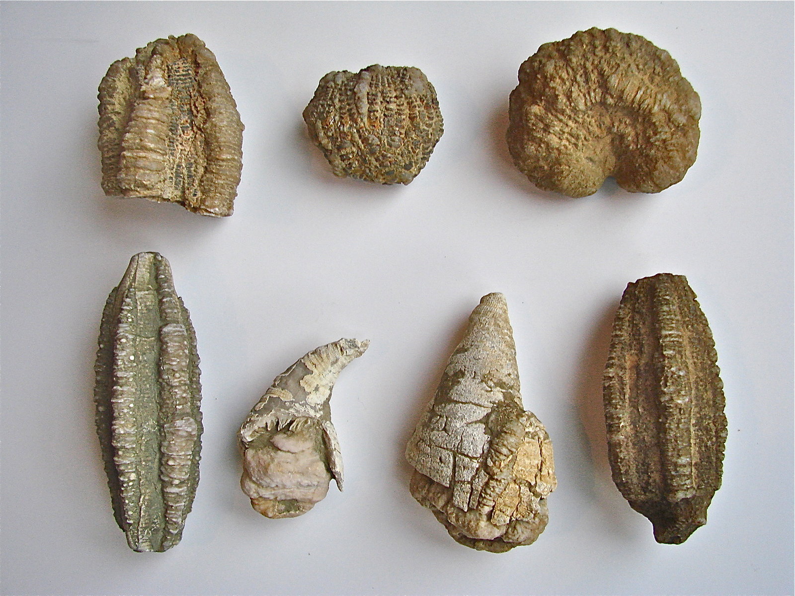 Quartz replacing fossil
from 3 cm to about 7 cm
(Autor: Bob Harman)