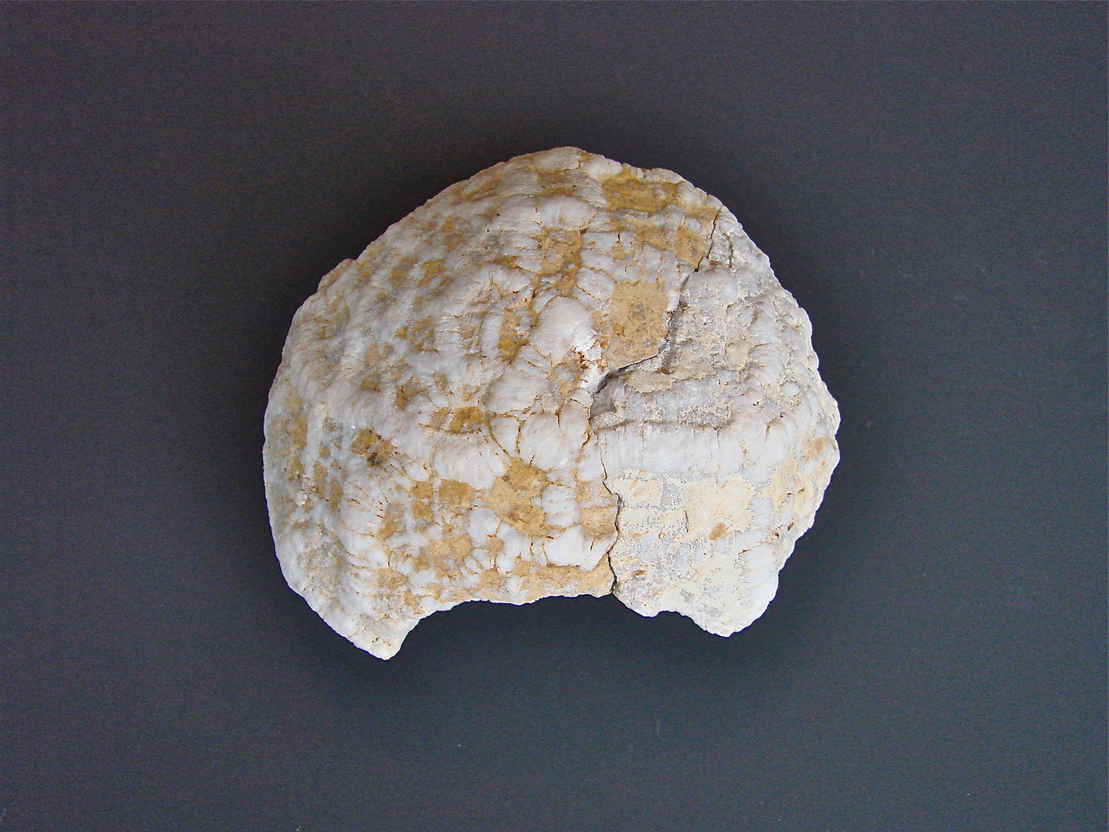 Quartz replacing fossil
about 6 cm greatest dimension
(Autor: Bob Harman)