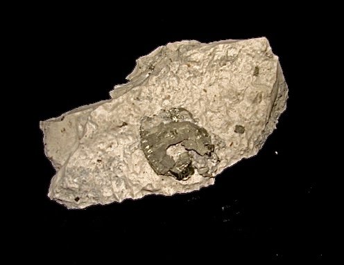 Pyrite in limestone replacing a fossil shell
the shell is about 3.3 cm
(Autor: Bob Harman)