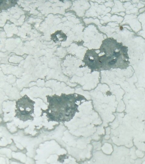 Beryl
50mm x 30mm x 30mm
(Autor: Philippe Durand)