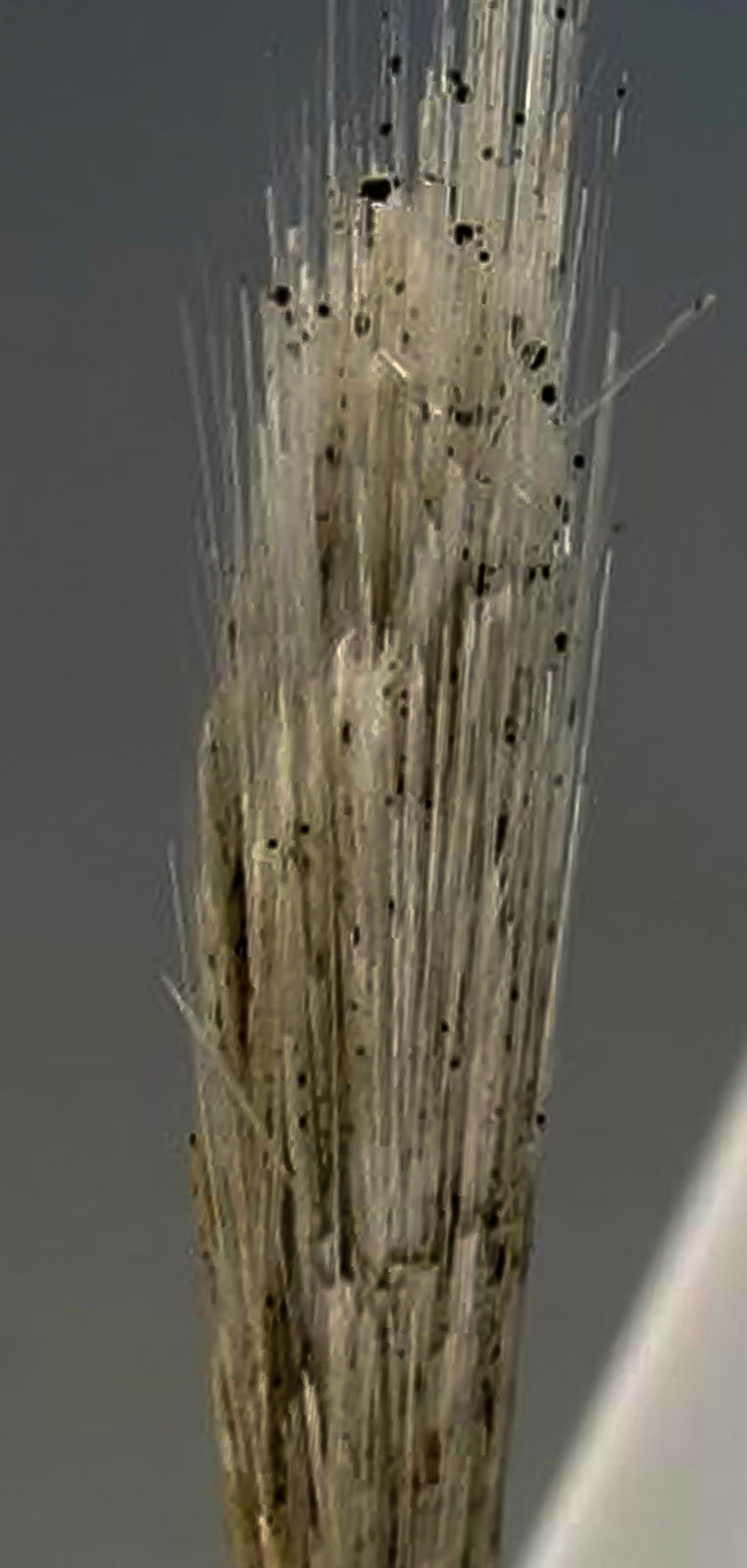 Elpidite
H:5cm x W:0.8cm x D:0.6cm
(Autor: Adrian Pripoae)