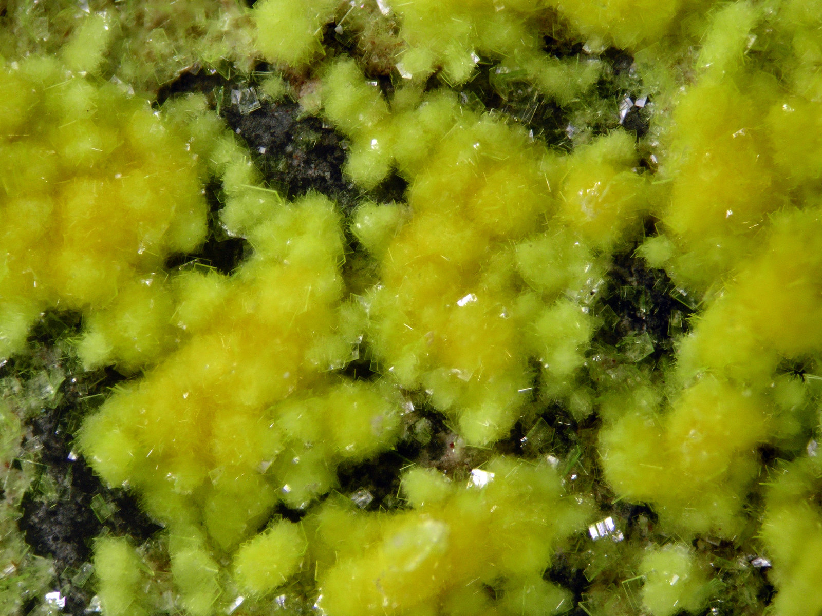 Phurcalite
FOV 2 mm
(Autor: Cesar M. Salvan)