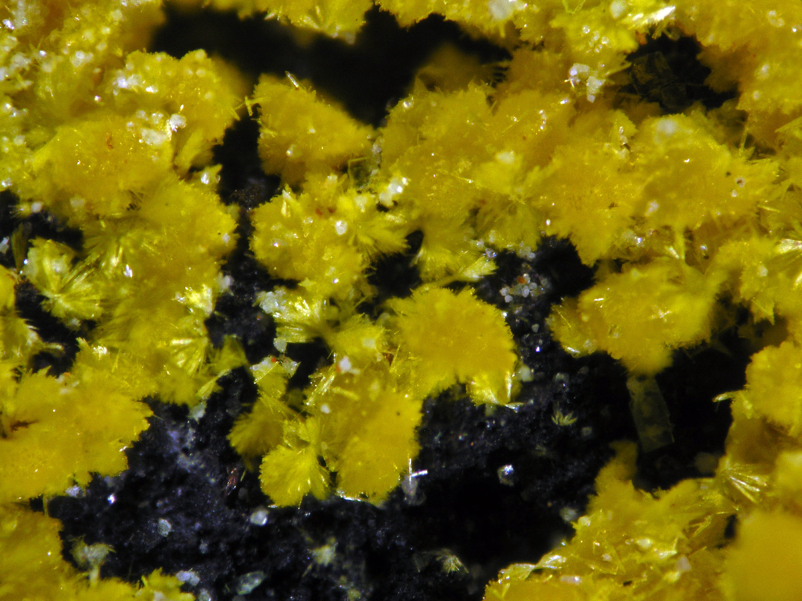 Phurcalite
FOV 1mm
(Autor: Cesar M. Salvan)