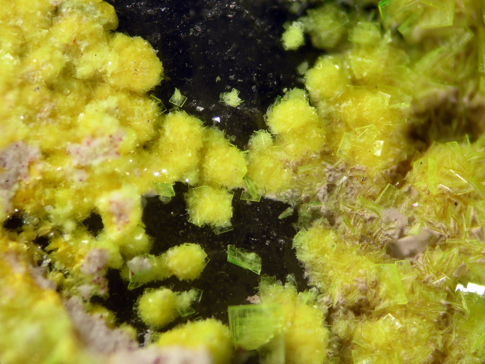 Phurcalite
FOV 2 mm
(Autor: Cesar M. Salvan)