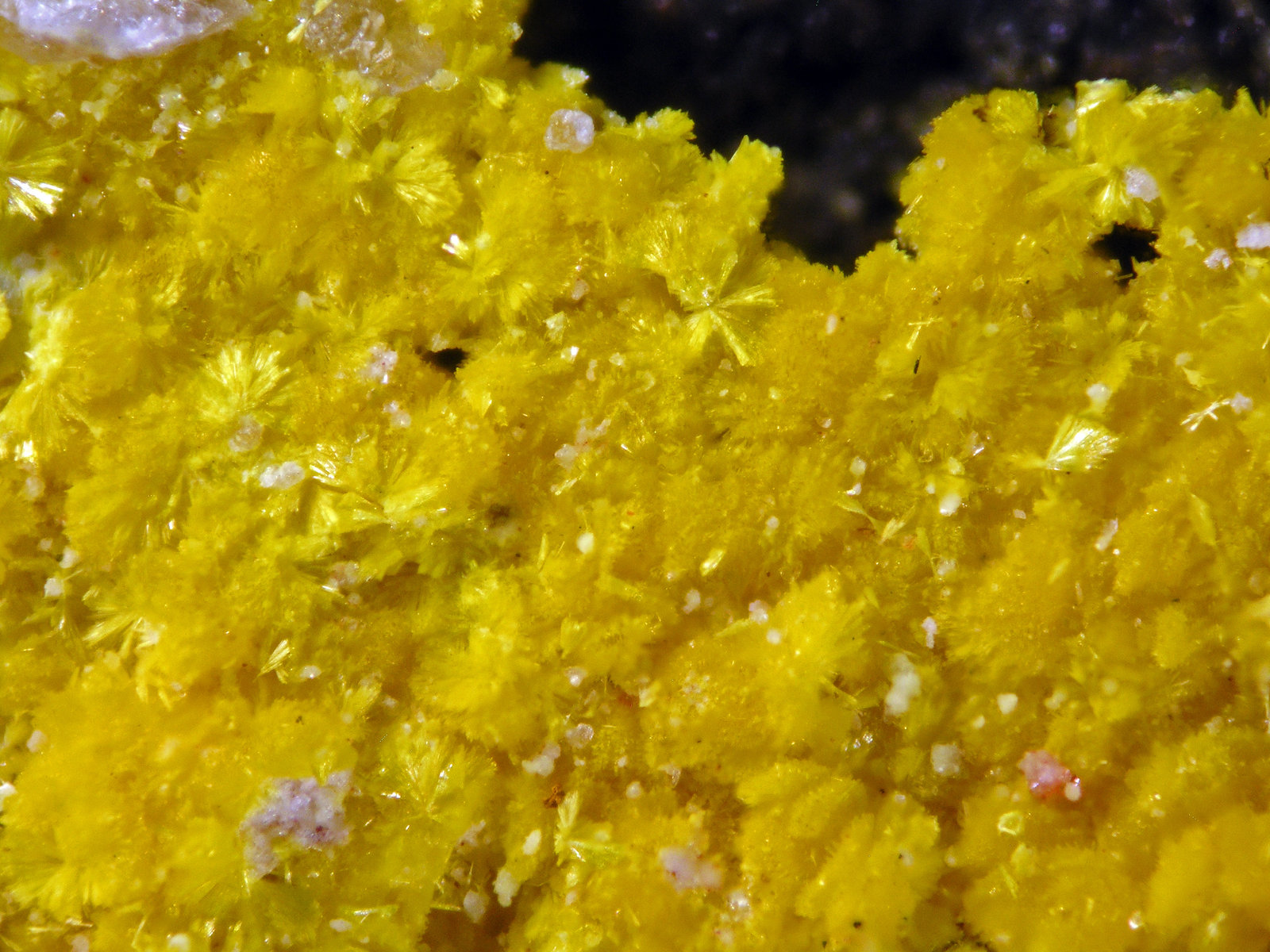 Phurcalite
(Autor: Cesar M. Salvan)