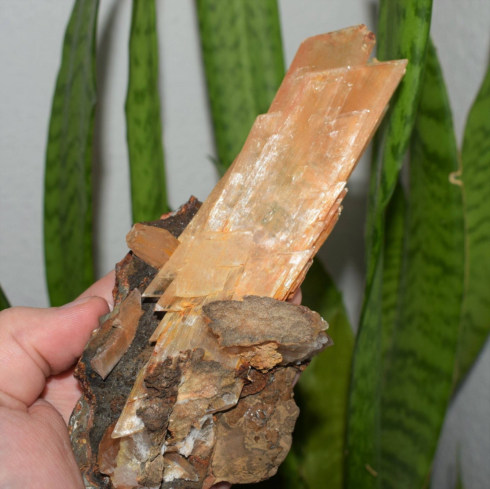 Gypsum over Siderite
16 cm tall
(Autor: Deyu)