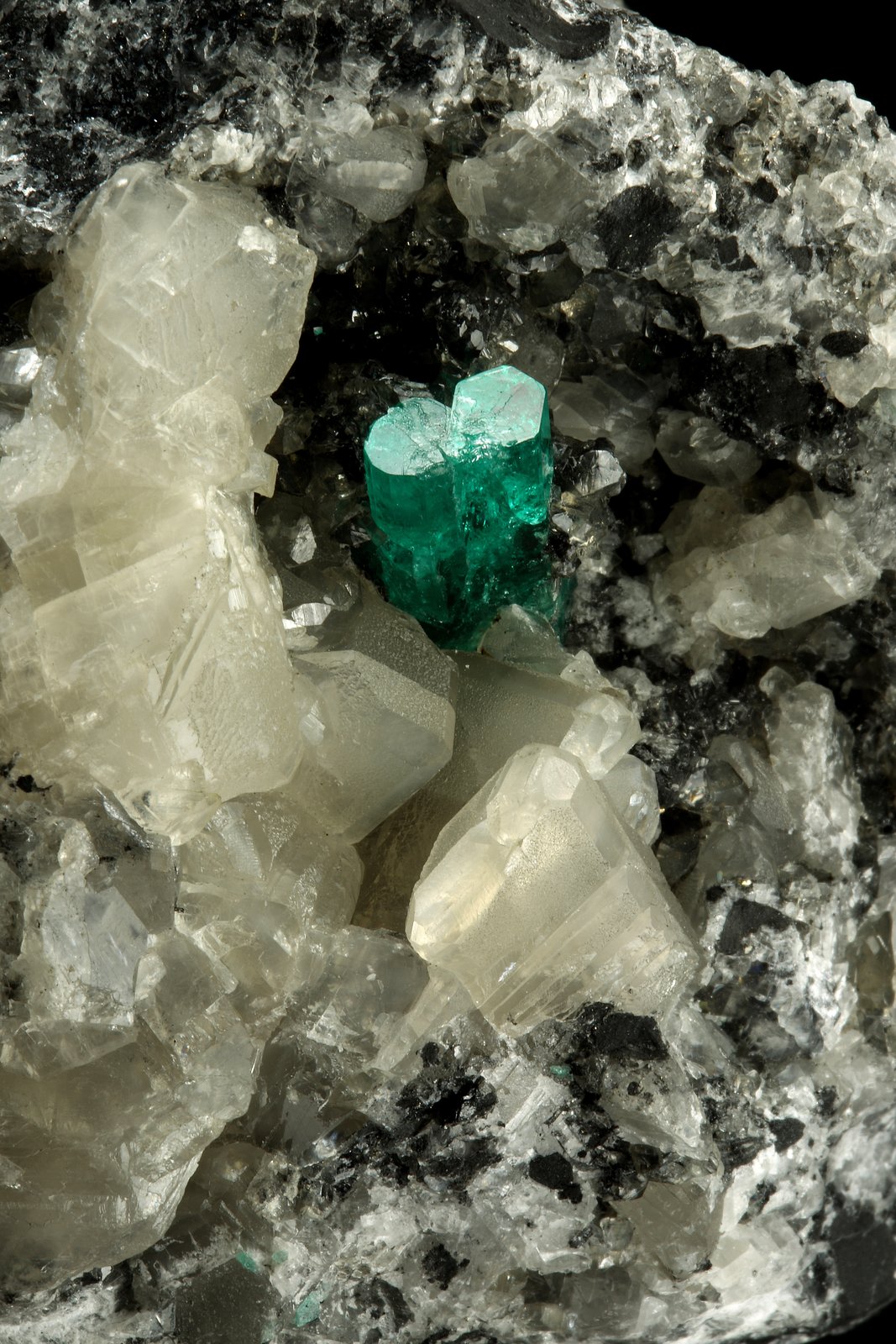 9cm across, xls=20mm
(Autor: Fiebre Verde)