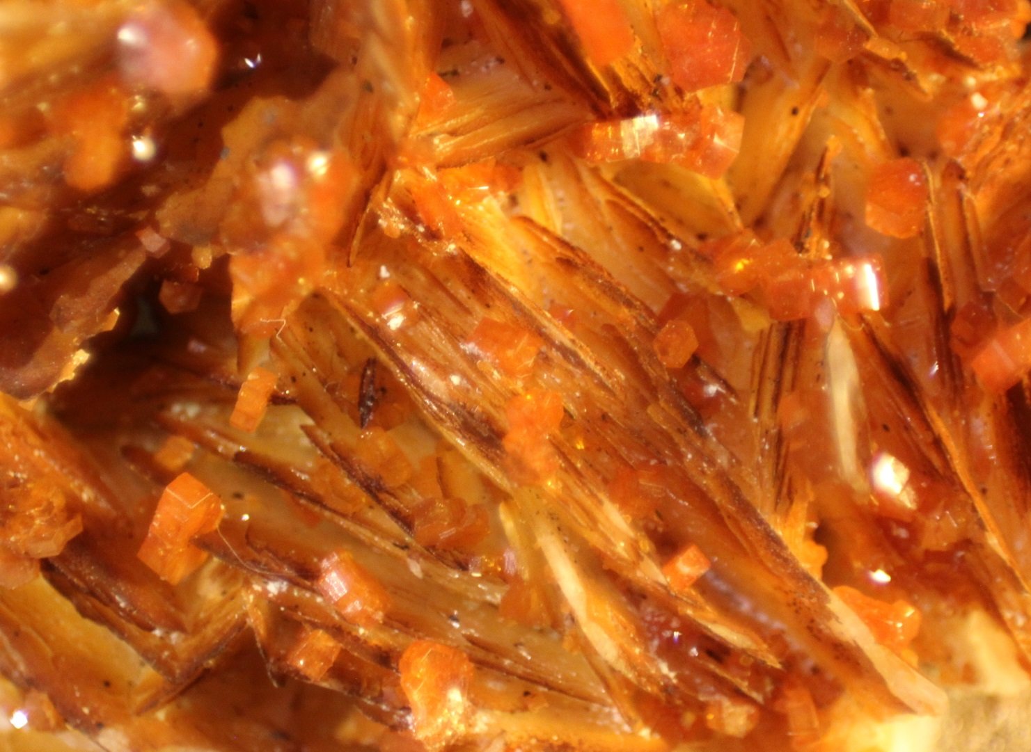 Vanadinite on Barite
54mm x 50mm x 28mm
(Autor: Firmo Espinar)