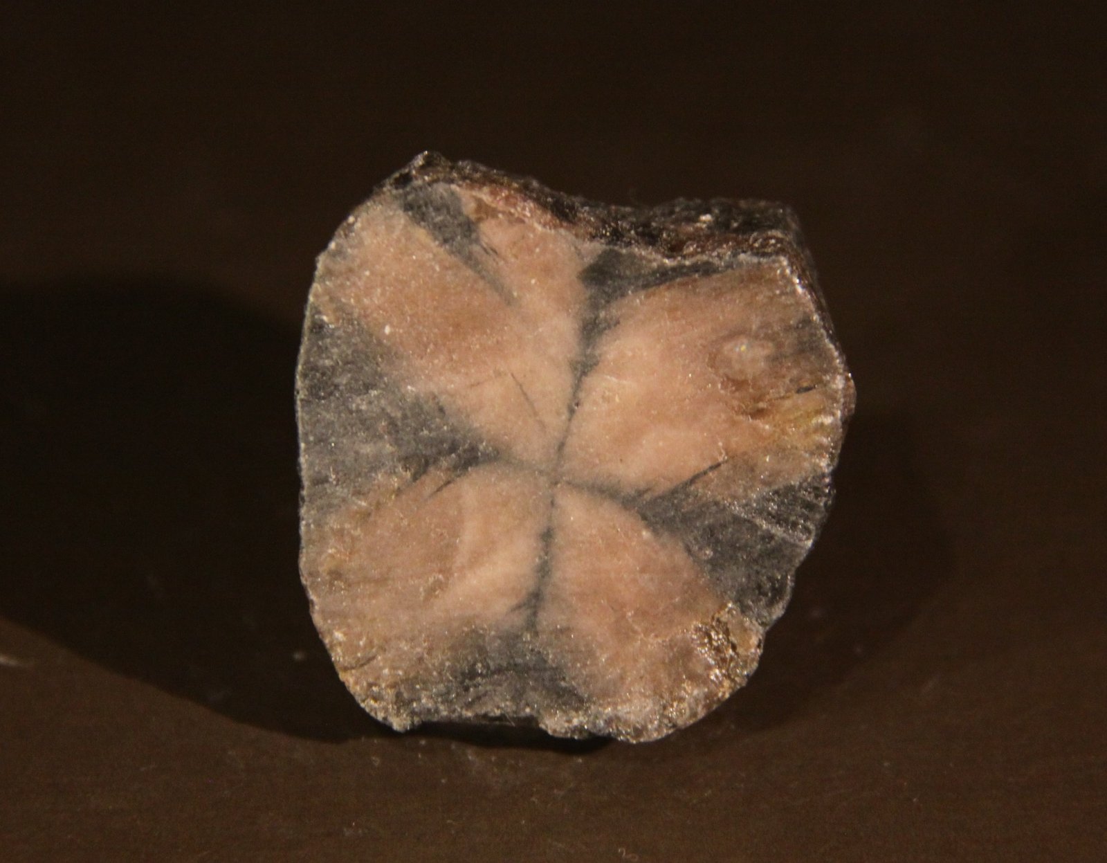 Andalusite (variety chiastolite)
34mm x 36mm x 13mm
(Autor: Firmo Espinar)