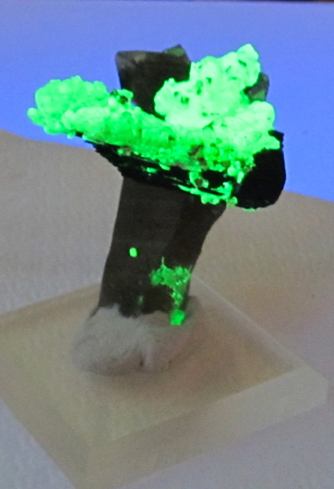 Opal (var. hyalite), Schorl (Tourmaline Group), Quartz (var. smokey)
50mm X 37mm X 37mm
(Autor: steven calamuci)