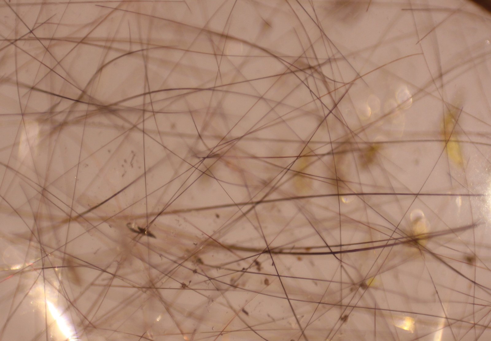 Rutile and Quartz
FOV 13 mm
(Autor: Firmo Espinar)