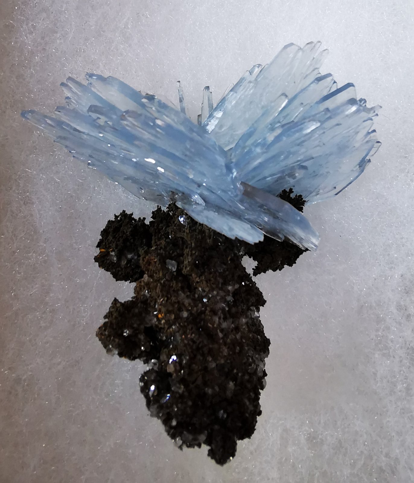 6x8 cm. aprox
(Autor: Enrique Llorens)