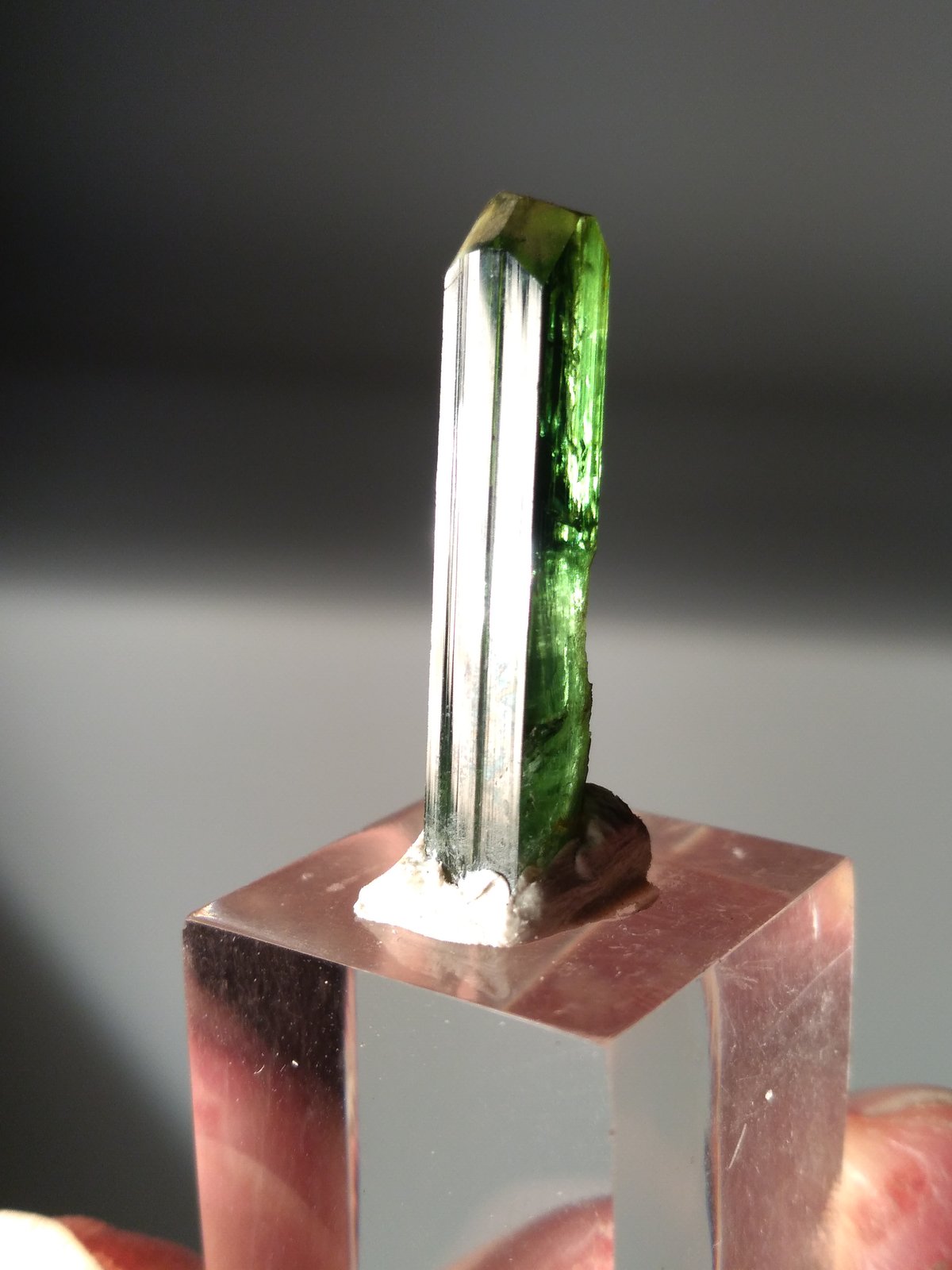 Diopside (variety chromian diopside)
23 mm x 4,2 mm
(Autor: Sante Celiberti)