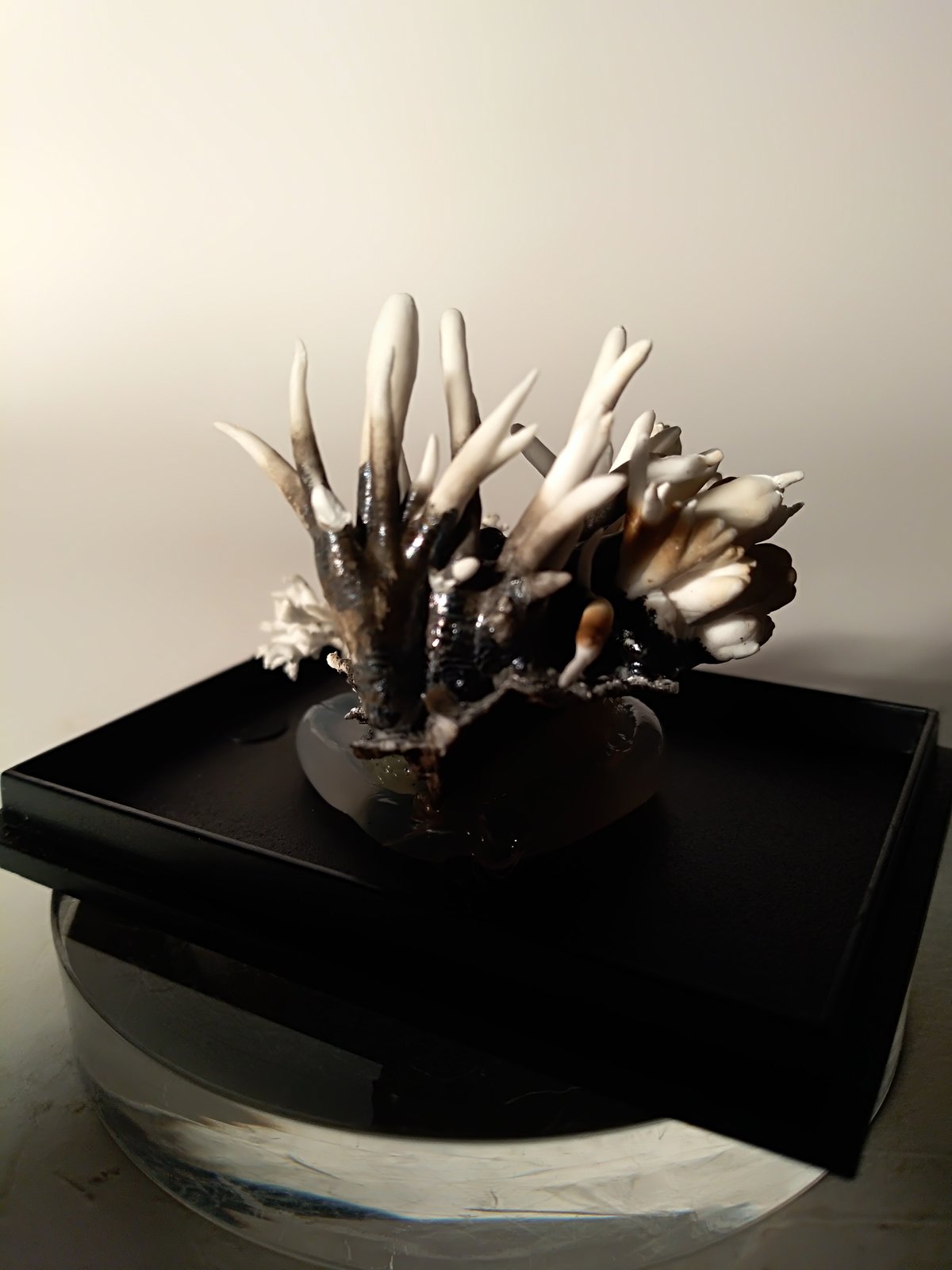 Aragonite (variety flos ferri)
47 x 36 mm
(Autor: Sante Celiberti)