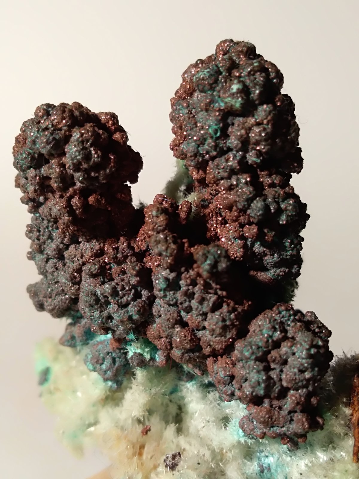 Copper, Malachite, Gypsum
75 x 60 mm
(Autor: Sante Celiberti)