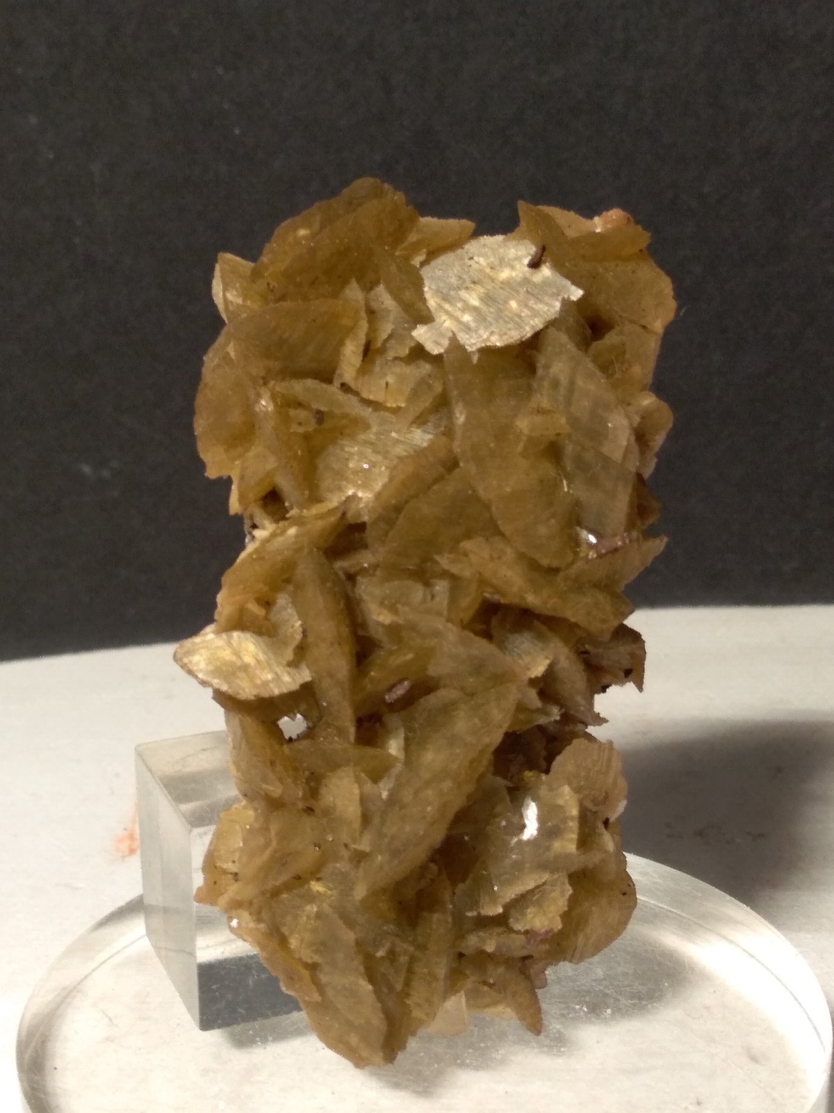 Magnesite (variety ferroan Magnesite)
64,6 x 36 mm
(Autor: Sante Celiberti)