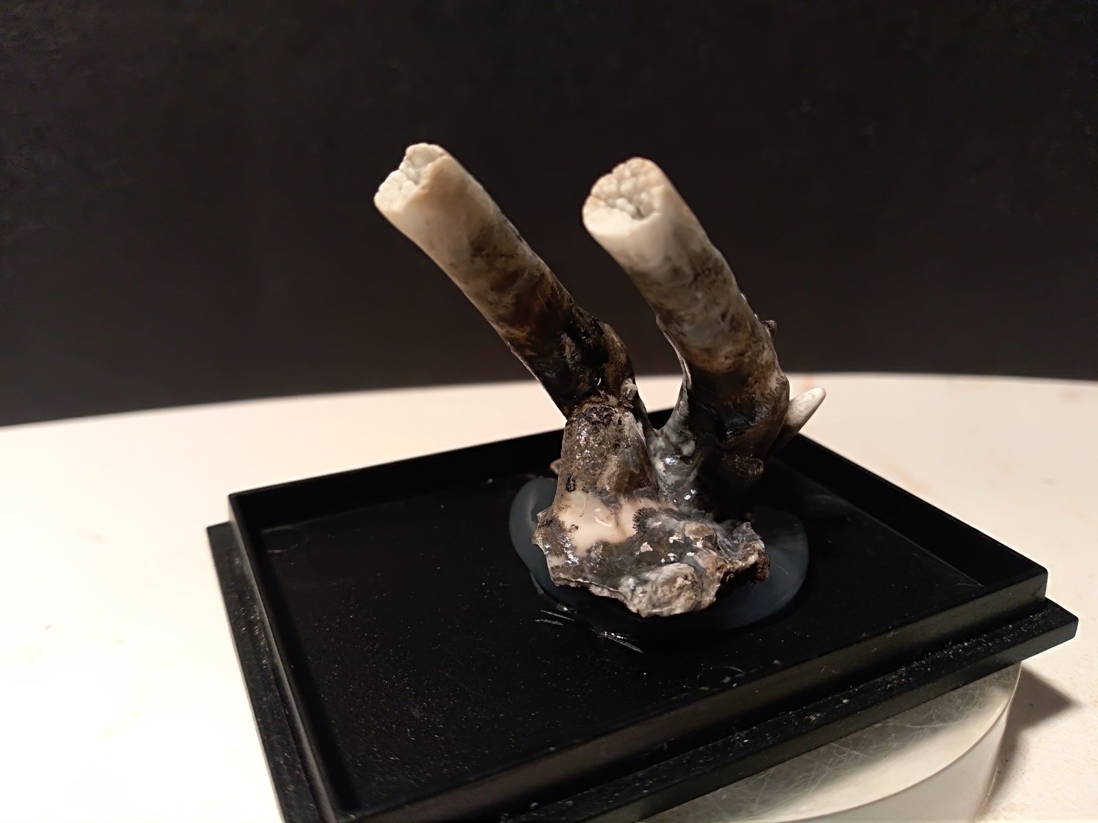 Aragonite (variety flos ferri)
40 x 37 mm
(Autor: Sante Celiberti)