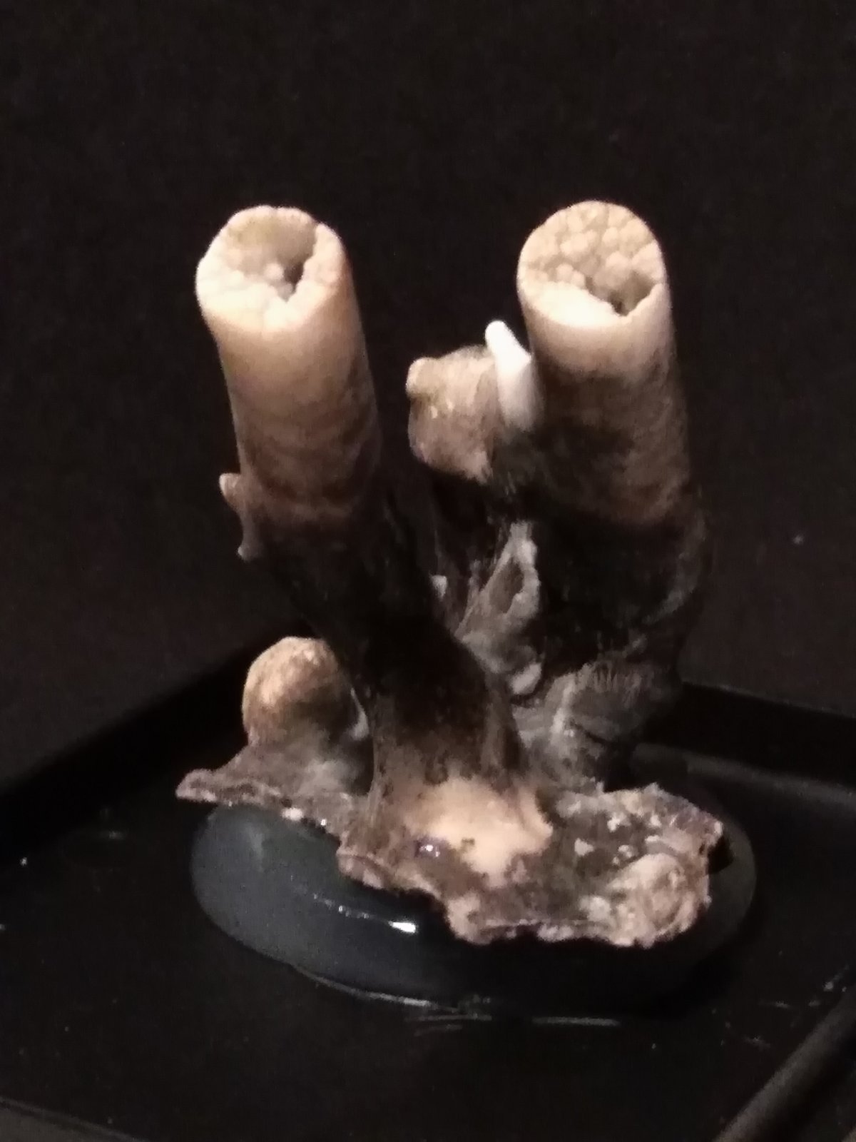 Aragonite (variety flos ferri)
40 x 37 mm
(Autor: Sante Celiberti)