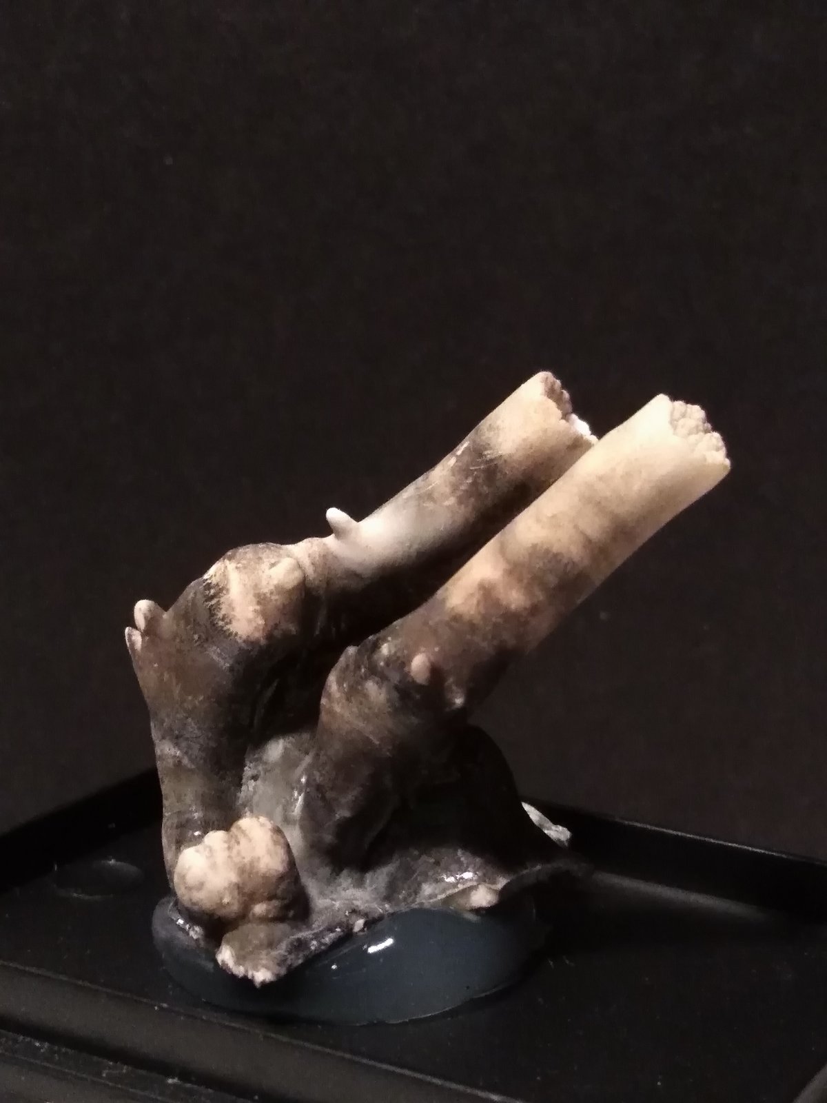 Aragonite (variety flos ferri)
40 x 37 mm
(Autor: Sante Celiberti)