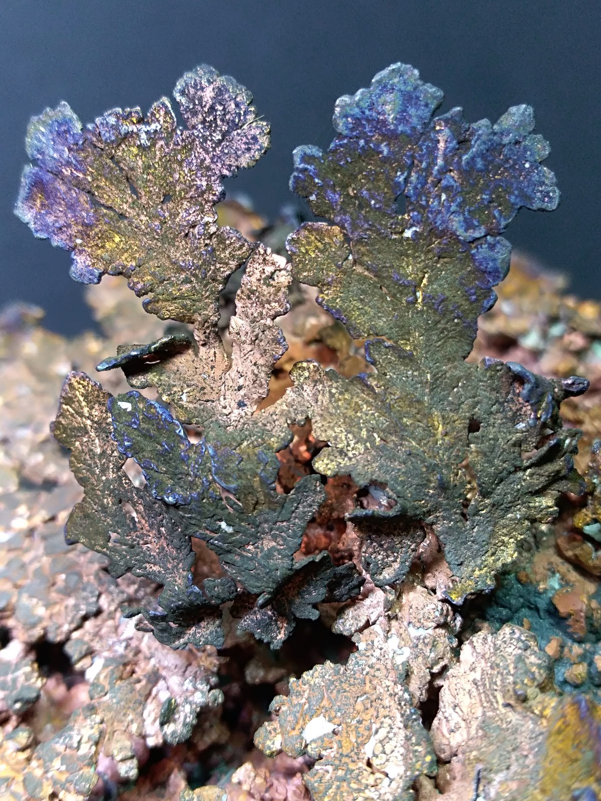 Copper
21 x 10 cm
(Autor: Sante Celiberti)