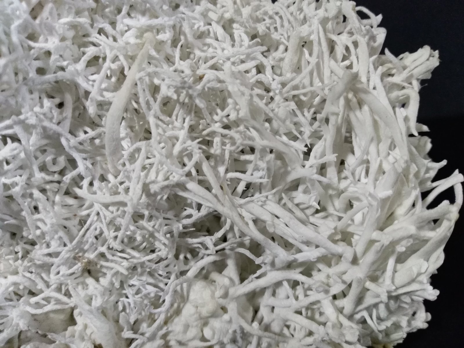 Aragonite (variety flos ferri)
16,5 x 14 cm
(Autor: Sante Celiberti)