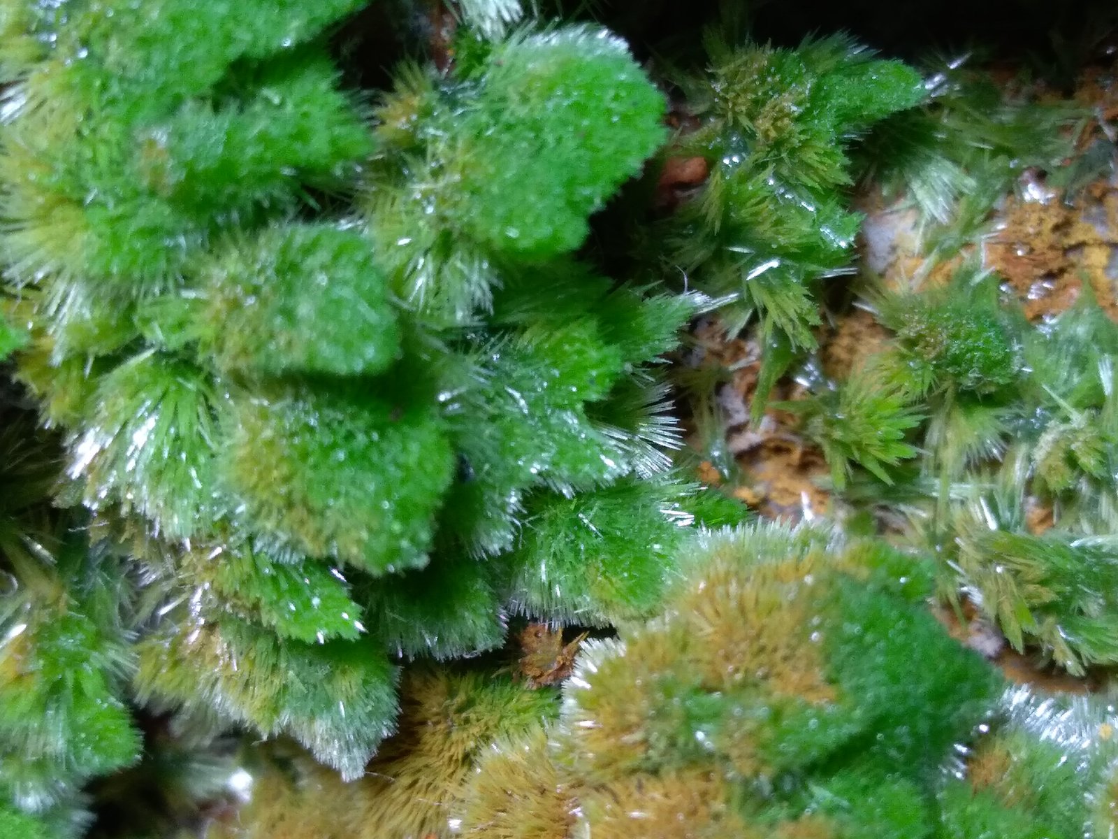 Pyromorphite
80 x 67 mm
(Autor: Sante Celiberti)