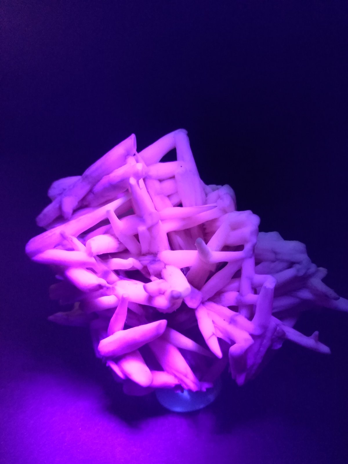 Calcite
66 x 58 mm
(Autor: Sante Celiberti)