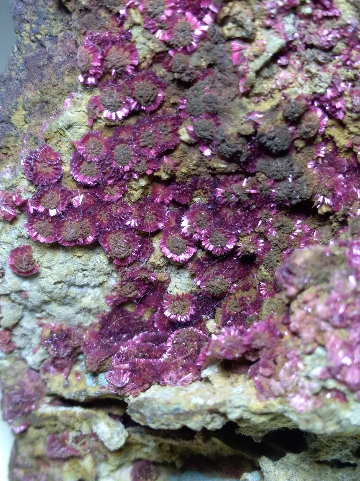 Erythrite
96 x 84 mm
(Autor: Sante Celiberti)