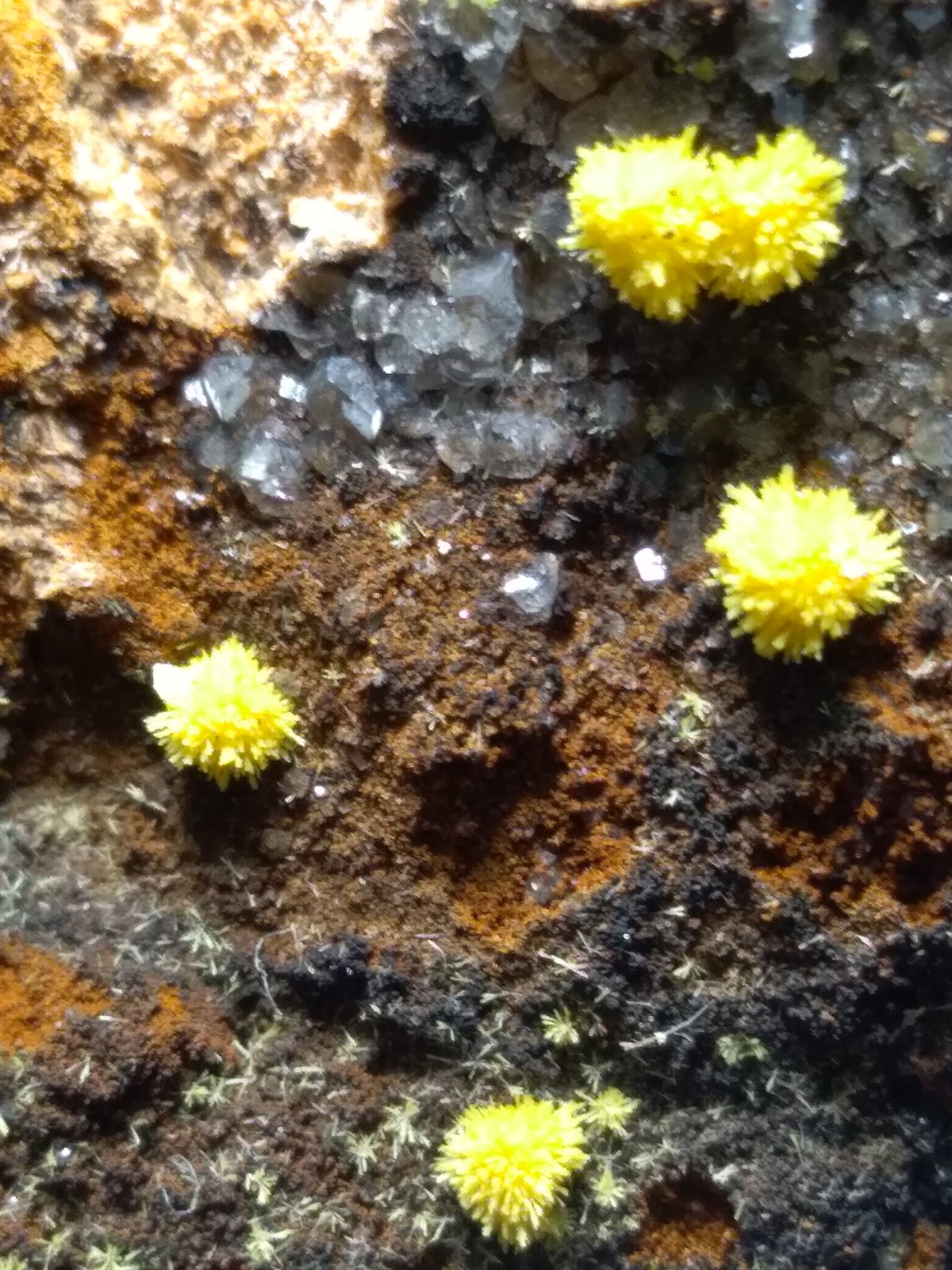 Mimetite
50 x 33 mm
(Autor: Sante Celiberti)