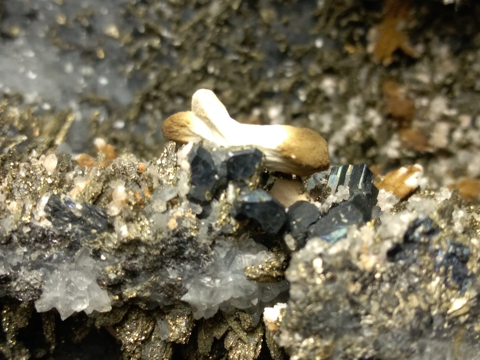 Bournonite, Marcasite, Calcite, Quartz
14 x 12 cm
(Autor: Sante Celiberti)