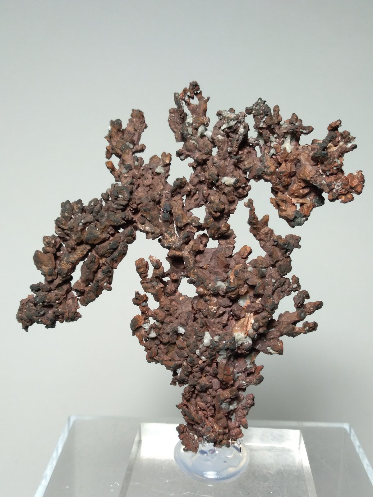 Copper
75 x 66 mm
(Autor: Sante Celiberti)