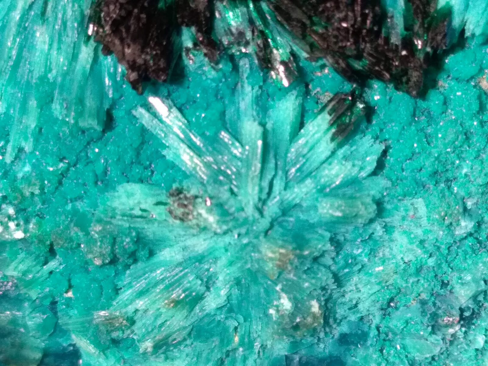 Atacamite, Libethenite, Pseudomalachite
78 x 44 mm
(Autor: Sante Celiberti)