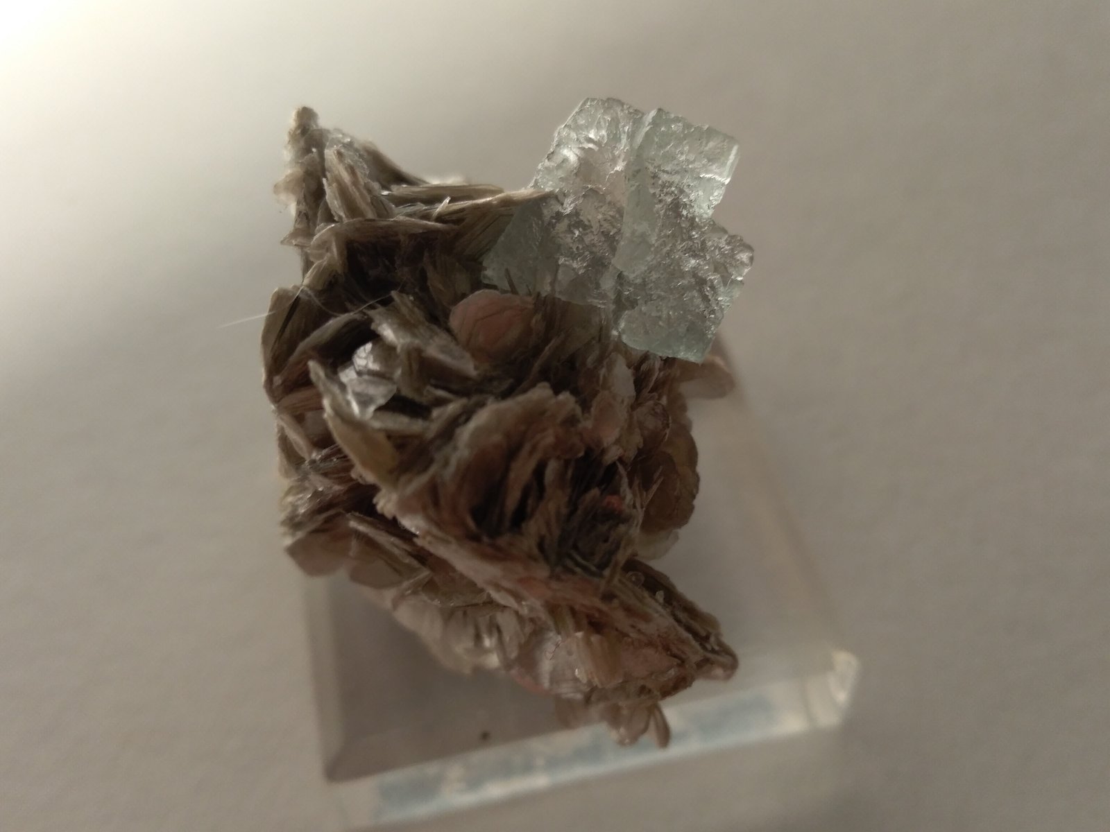 Fluorite, Muscovite
37 x 35 mm
(Autor: Sante Celiberti)