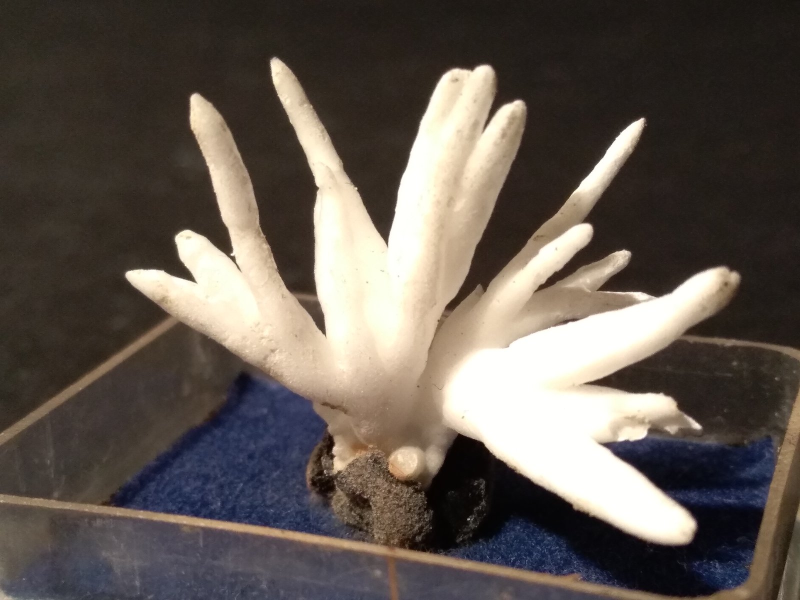 Aragonite (variety flos ferri)
32 x 27 mm
(Autor: Sante Celiberti)