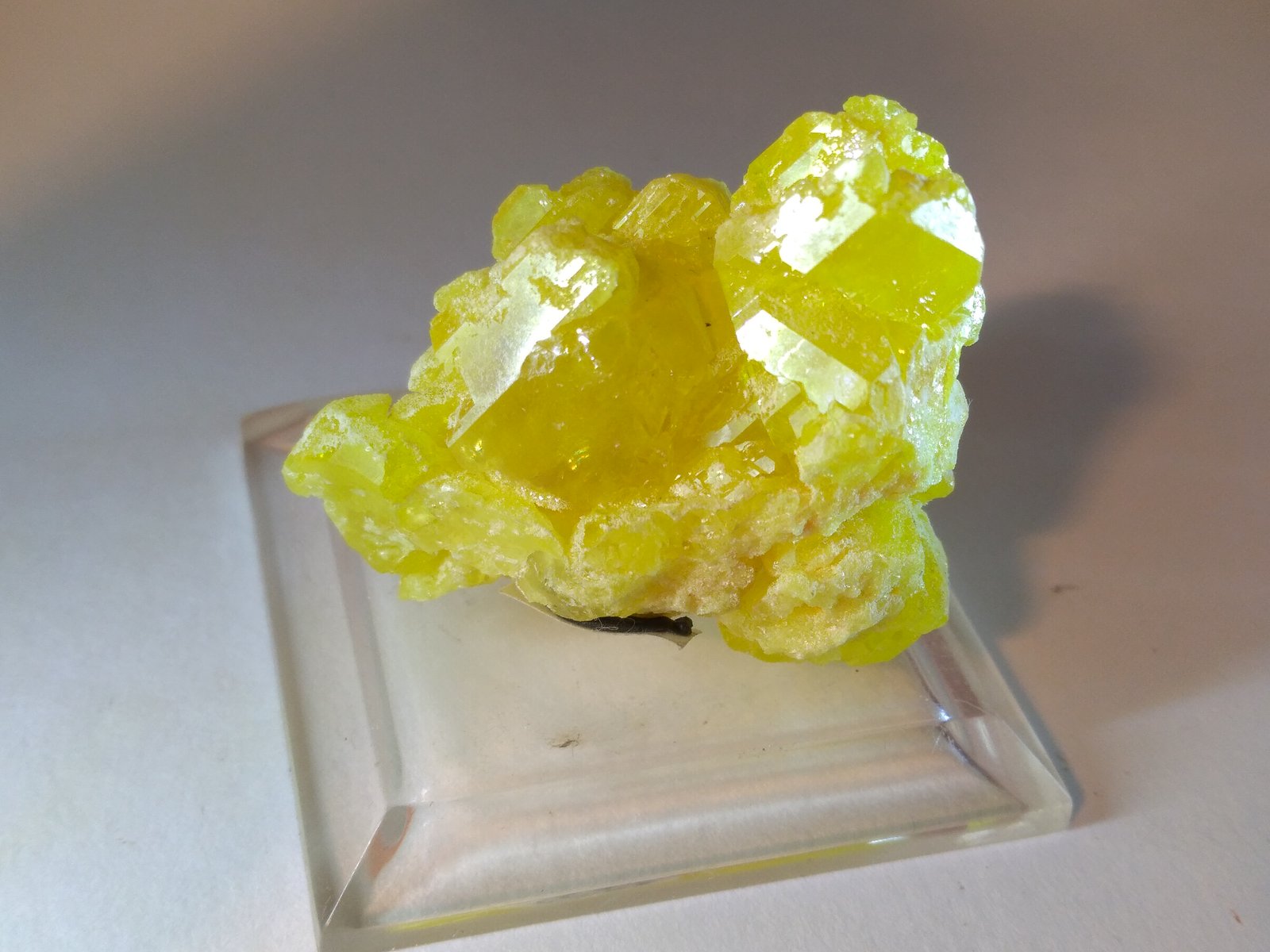 Sulphur
38 x 32 mm
(Autor: Sante Celiberti)