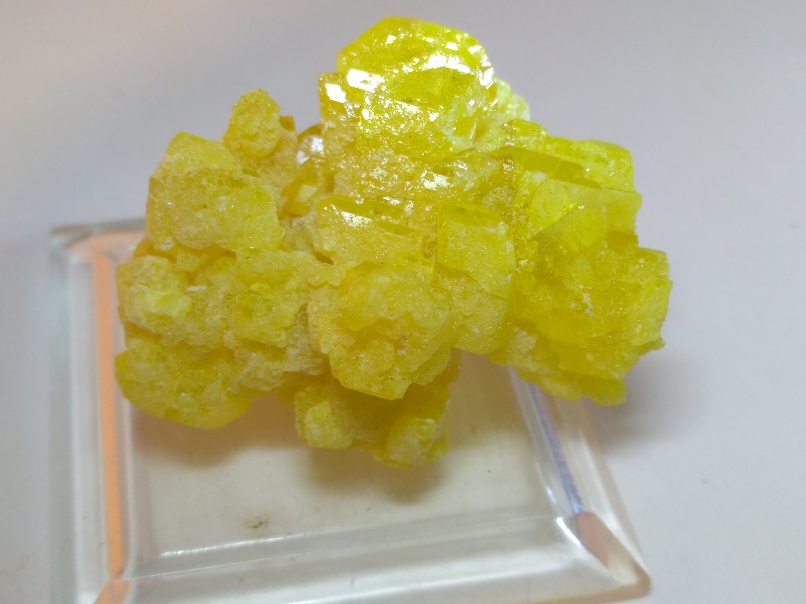 Sulphur
38 x 32 mm
(Autor: Sante Celiberti)