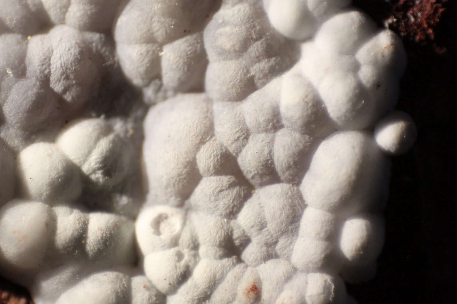 Aragonite
FOV 14 mm
(Autor: Firmo Espinar)