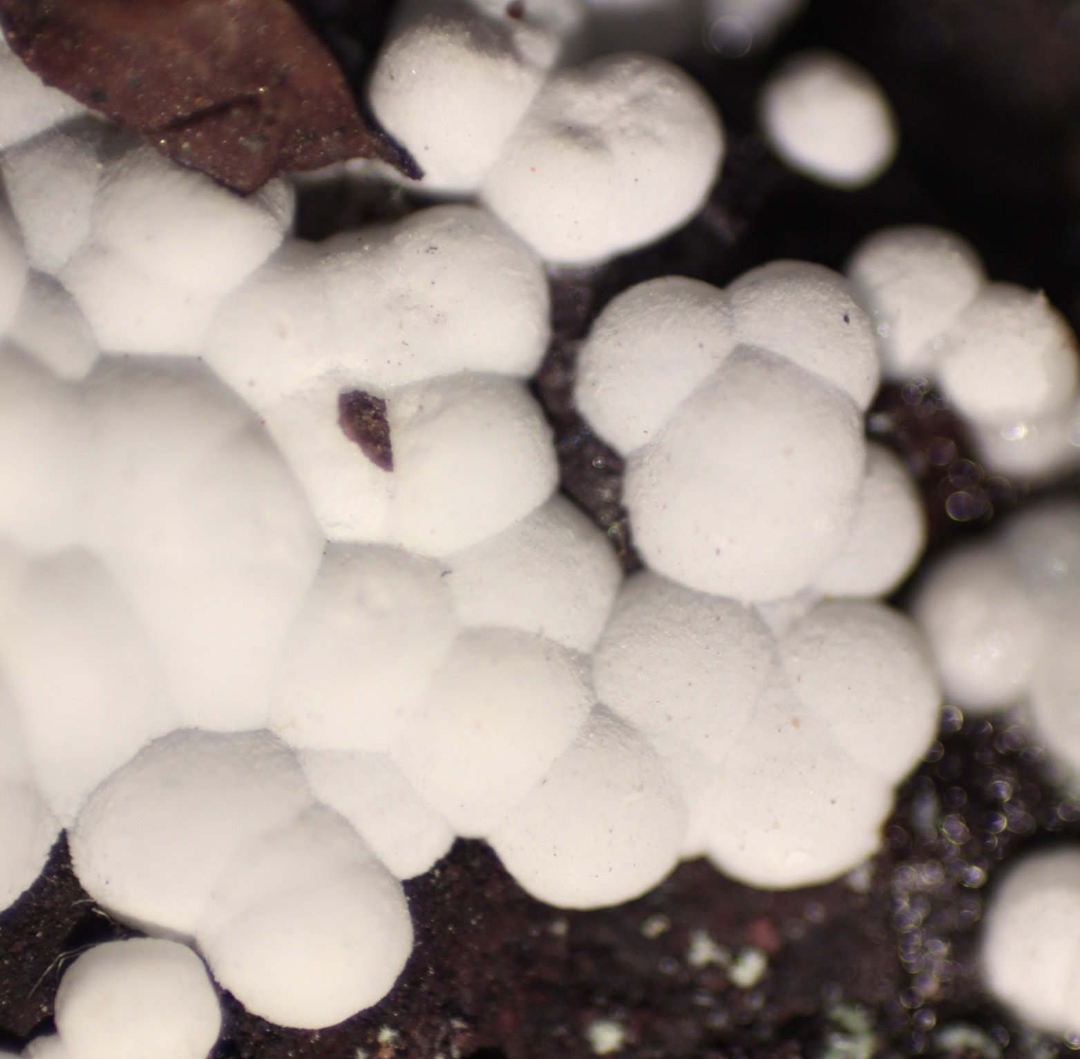 Aragonite
Detail
(Autor: Firmo Espinar)