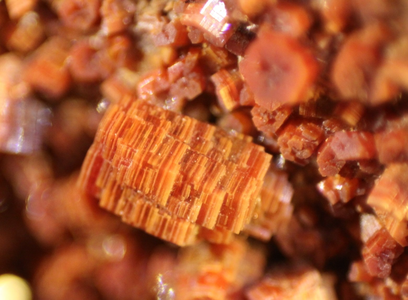 Vanadinite
FOV 8 mm
(Autor: Firmo Espinar)