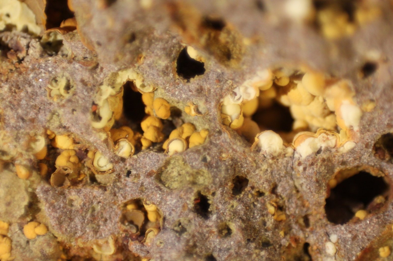 Nontronite (variety Ca-rich Nontronite)
FOV 8 mm
(Autor: Firmo Espinar)