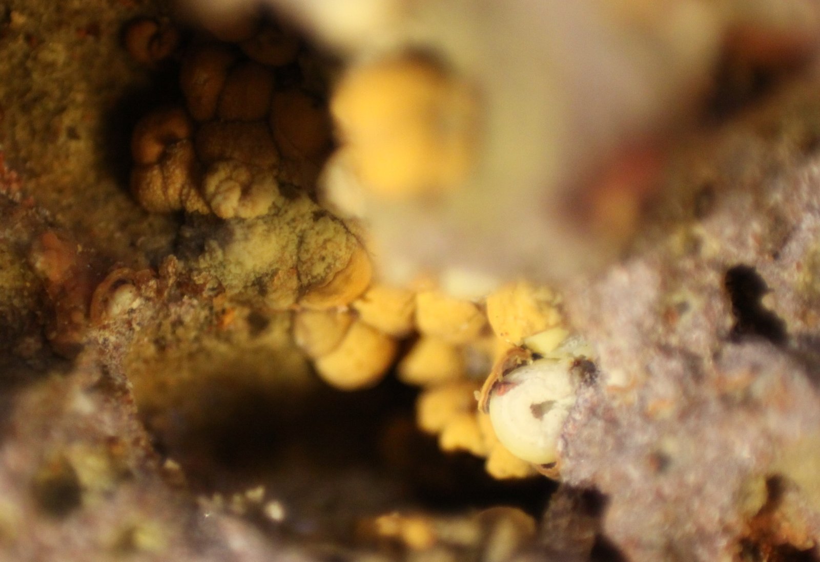 Nontronite (variety Ca-rich Nontronite)
FOV 7 mm
(Autor: Firmo Espinar)