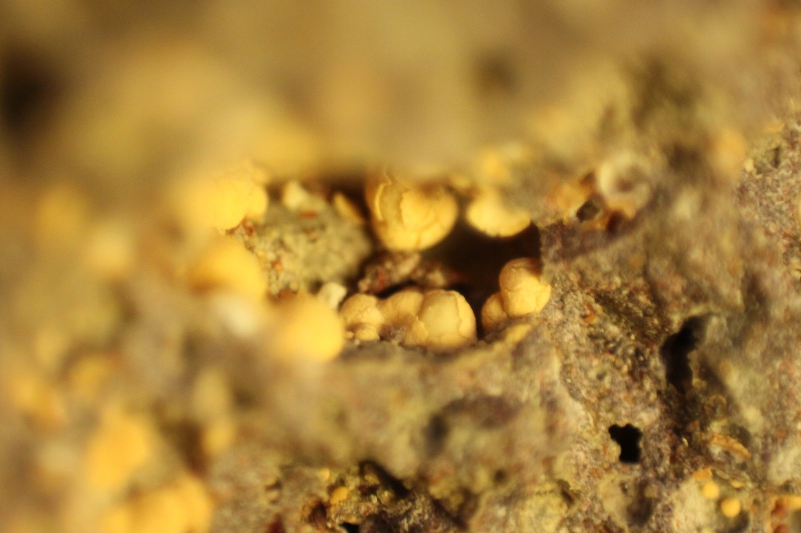 Nontronite (variety Ca-rich Nontronite)
FOV 7 mm
(Autor: Firmo Espinar)