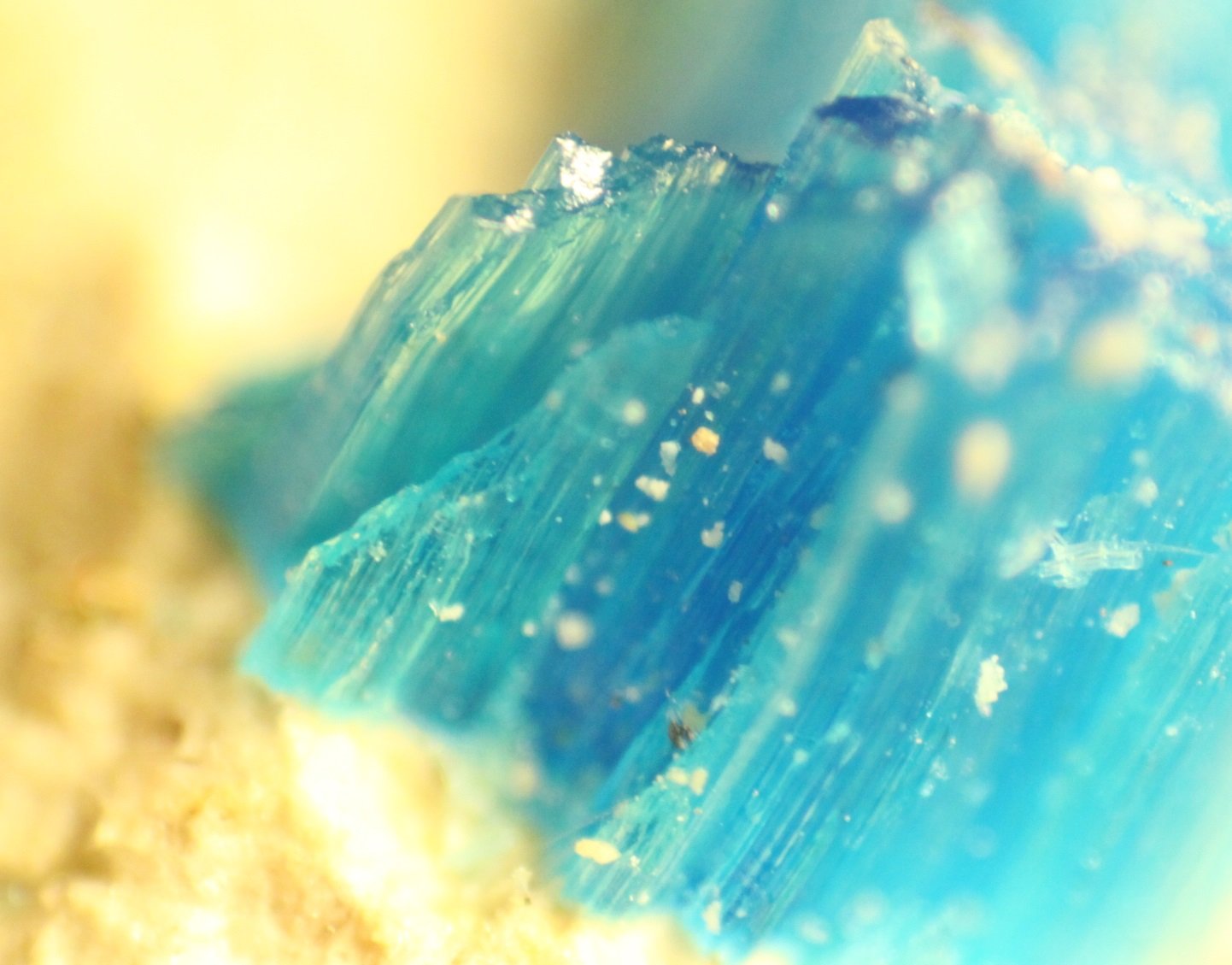 Chalcanthite
FOV 7 mm
(Autor: Firmo Espinar)