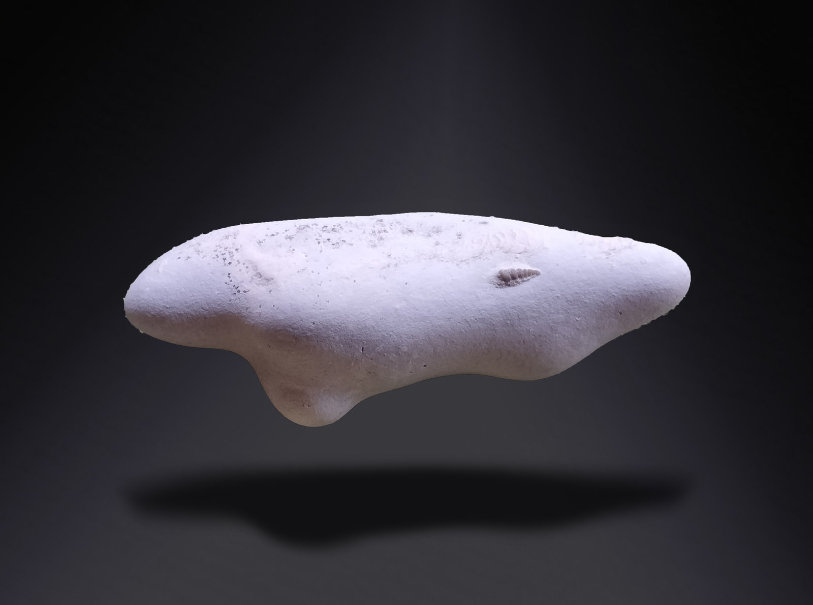 Opal (variety menilite)
62 mm x 26 mm x 9 mm
(Autor: Firmo Espinar)