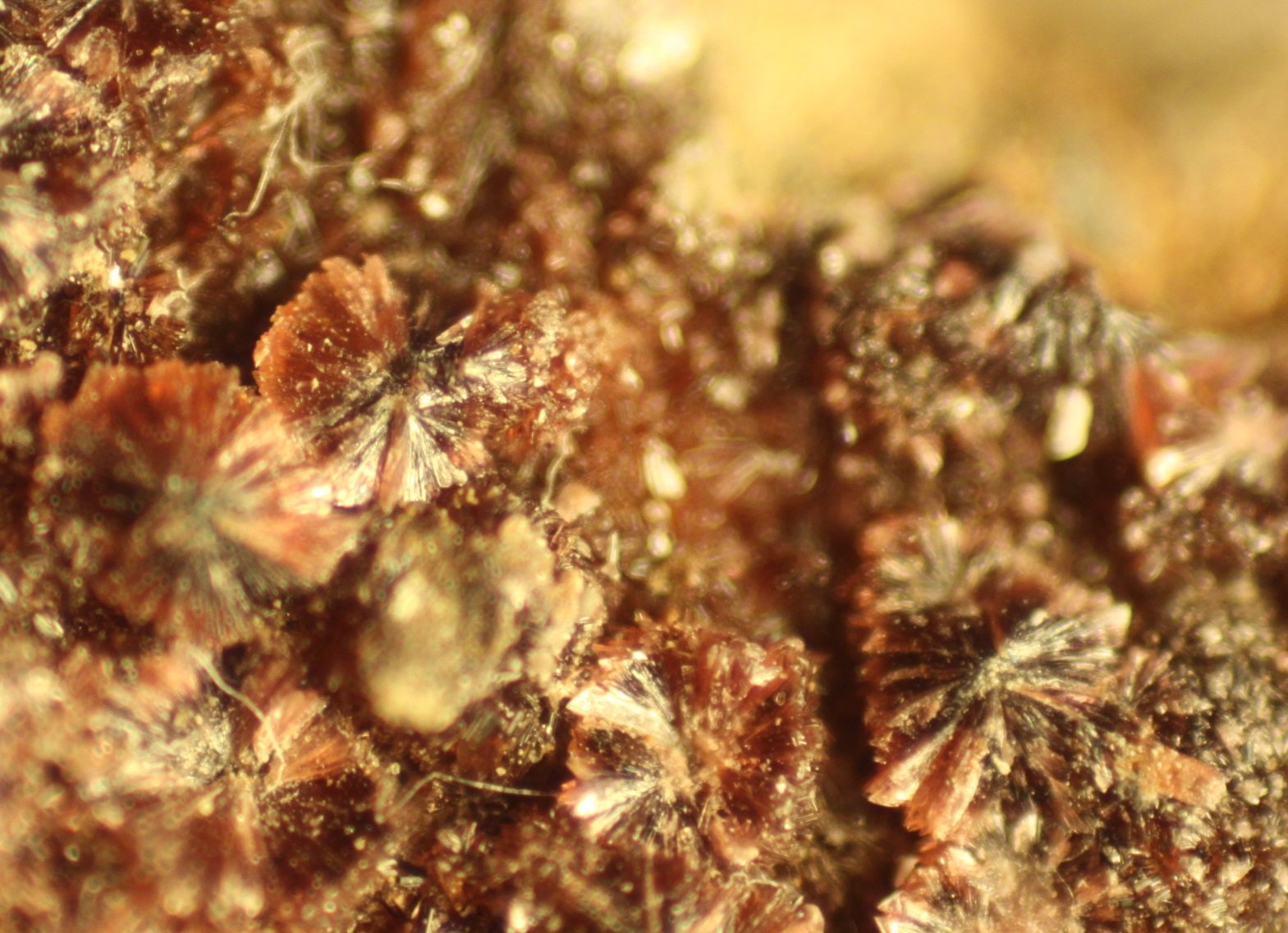 Erythrite
FOV 6 mm
(Autor: Firmo Espinar)