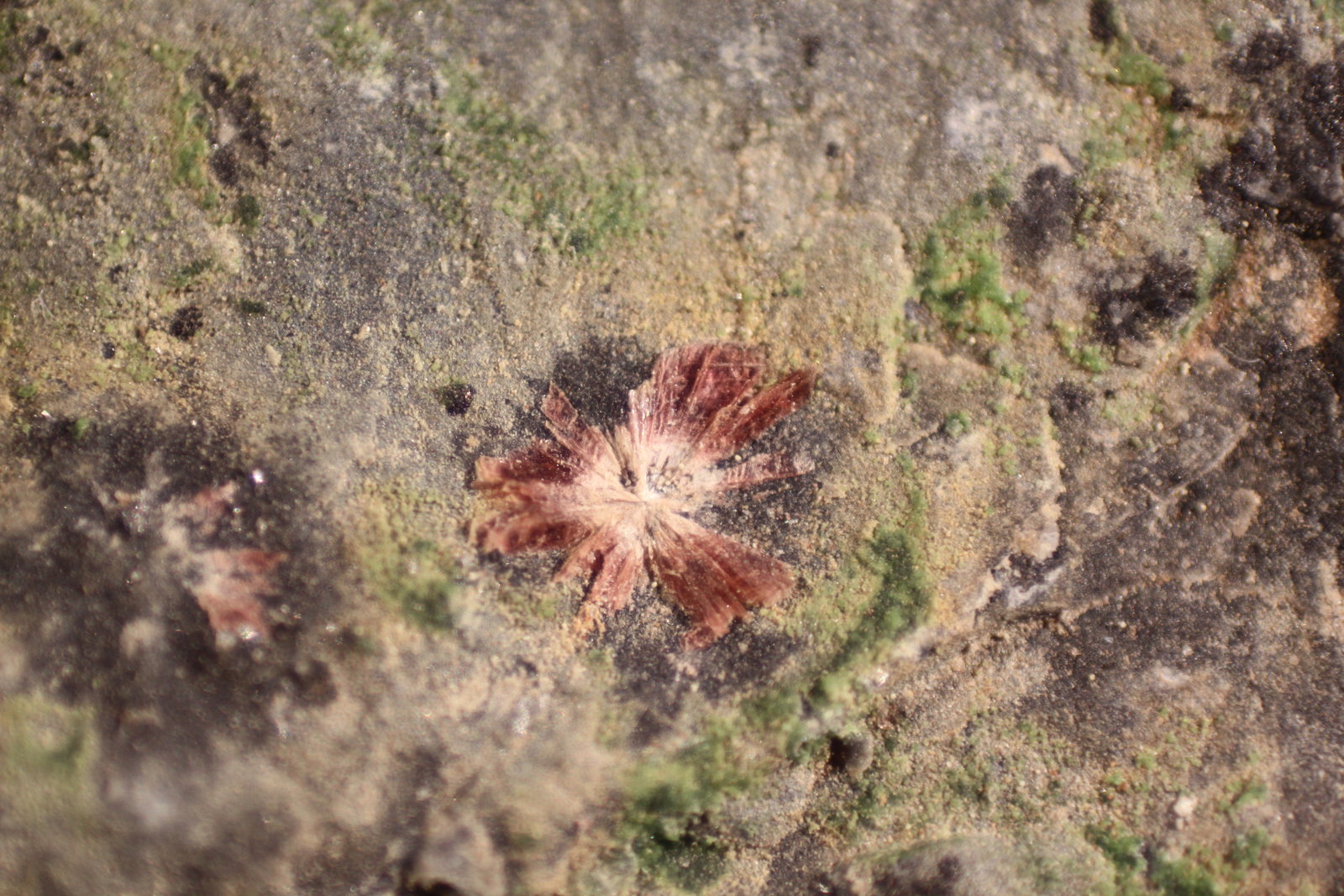 Erythrite
FOV 13mm
(Autor: Firmo Espinar)
