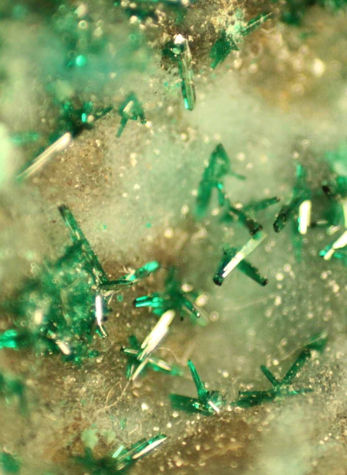 Atacamite
FOV 5 mm
(Autor: Firmo Espinar)