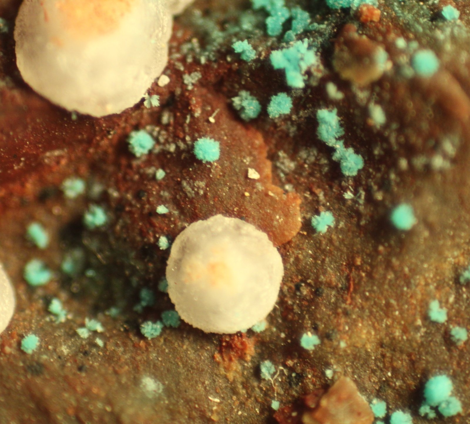 Aurichalcite and Calcite
FOV 7 mm
(Autor: Firmo Espinar)