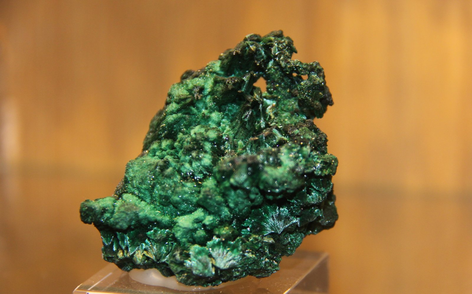 Malachite
47 mm x 52 mm x 34 mm
(Autor: Firmo Espinar)